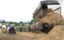 Nẫu ruột vì dưa hấu