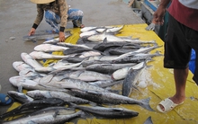 Khánh Hòa: Cá chết hàng loạt, thiệt hại hàng tỷ đồng