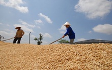 Báo động di cư khỏi ĐBSCL