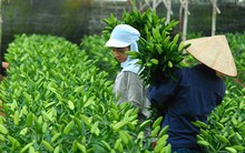 Đà Lạt: Bao giờ hết cảnh nhổ hoa cho bò ăn?