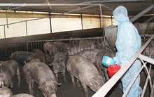 Đau đầu với chất tạo nạc trong gà Mỹ, bò Úc