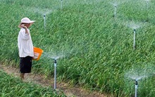 Cây trồng vẫn xanh tươi ở vùng tâm hạn