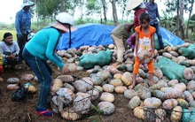 Bí đỏ, khoai mì rớt giá