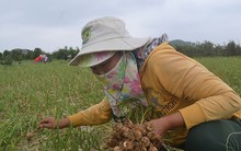 Tỏi đặc sản mất mùa, dân trắng tay