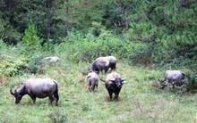 1.000 tỷ đồng xây dựng dự án Safari gần 500ha tại Lâm Đồng