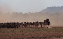 Nghề mang bò Úc về Việt Nam vỗ béo không còn hấp dẫn