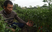 Người trồng ớt 'cầm dao đằng lưỡi'