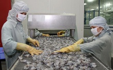 Tôm Việt thêm khó khi Hoa Kỳ tăng thuế chống phá giá