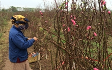 Đào, quất hứa hẹn mùa vàng