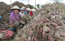 Lãi 300 triệu đồng/ha khoai lang tím Nhật