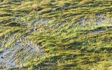 Lúa hè thu, nông dân thiệt đơn, thiệt kép