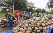 Bí đỏ Khánh Hòa mất mùa, dân không có lãi nhiều