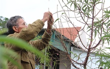 Đào chết 'trơ xương', người trồng đào Hà Tĩnh lo mất tết