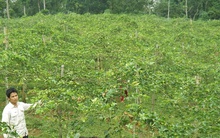 Chanh leo mở ra cơ hội thoát nghèo cho đồng bào vùng cao