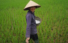 SSI trở thành cổ đông lớn của Phân lân Nung chảy Văn Điển