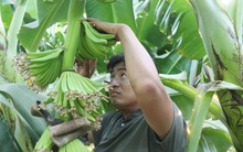 Lão nông chịu chơi, thuê chuyên gia nước ngoài cùng trồng chuối