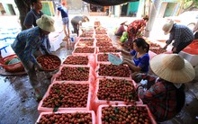 Nông sản Việt vẫn bị gây khó dễ!