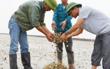 Ngao chết trắng đầm, hàng chục tỷ đồng trôi theo nước
