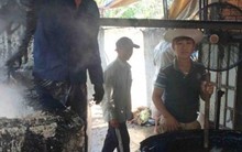 Nhổ lông gà, vịt bằng nhựa thông: Liệu có độc hại?