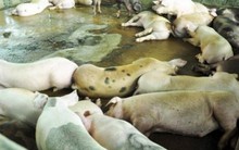 80 con heo ăn chất cấm được nhập vào Công ty Vissan