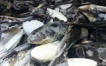 Vụ cá chết ở Lạch Bạng: Doanh nghiệp nói gì trước cáo buộc của dân?