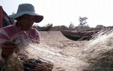 “Không có chuyện cá chết xếp lớp ở biển Quảng Bình”