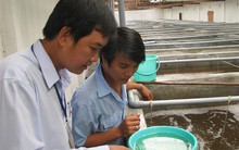 Bùng nổ các chợ tôm giống tự phát vùng ĐBSCL