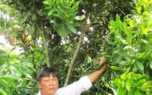 Dân khốn đốn vì vườn mắc ca chỉ tốt lá, không ra quả!