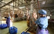 Bất an khi nghe 80% gia cầm tiêu dùng thủ đô giết mổ bằng… tay