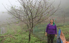 'Khóc' vì đào nở sớm