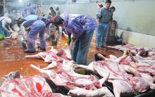 Thực phẩm bẩn dồn người tiêu dùng vào chân tường