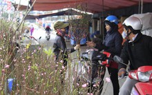 Nóng lạnh bất thường, chủ vườn đào như 'đánh bạc' với trời