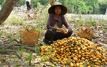 Hạt điều tăng giá, nông dân lãi khá