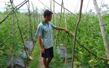 Dưa hấu tăng giá, nông dân chủ động xuống giống