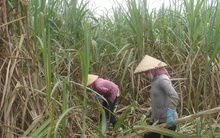 Giá thu mua mía đầu vụ cao hơn vụ trước