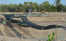 Tôm 'mắc cạn' trên vùng đất vàng