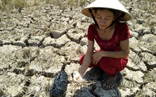 Bến Tre: Sản lượng lúa giảm trên 41%