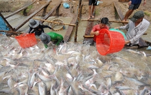 Giá cá tra rớt thê thảm, người nuôi thua lỗ nặng