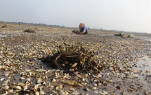 Vựa ngao Mai Phụ đứng trước nguy cơ vỡ nợ