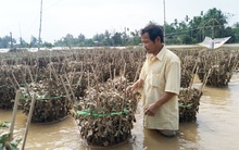 Quảng Ngãi mất mùa hoa tết