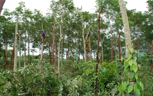 Chặt bỏ cao su, nỗi đau 'vàng trắng'