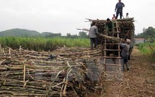 Các nhà máy đường trước nguy cơ thiếu nguyên liệu