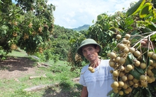 Vùng sâu Sơn La thay đổi ngoạn mục nhờ 1 gốc nhãn = 1ha ngô