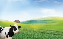 Cổ phiếu VNM liên tục phá đỉnh, Đầu tư SCIC bán sạch chốt lãi