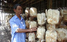 Trở thành triệu phú nhờ nghề trồng nấm