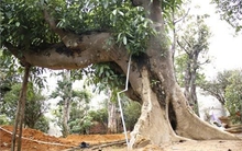 Đánh bạc siêu cây: Mua 30 triệu lãi 300 triệu