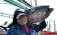 ​Ngư dân khai thác cá ngừ dịp tết lãi lớn