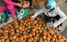 Sự thật cam Hà Giang quấn nilon ngập chợ Hà Nội