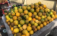 Cam Tàu gắn mác Cao Phong