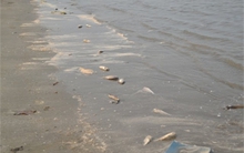 Công bố nguyên nhân cá chết bất thường dạt biển Nghệ An